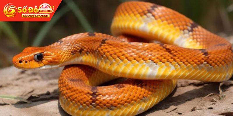 Giải mã đơn giản giấc mơ thấy rắn