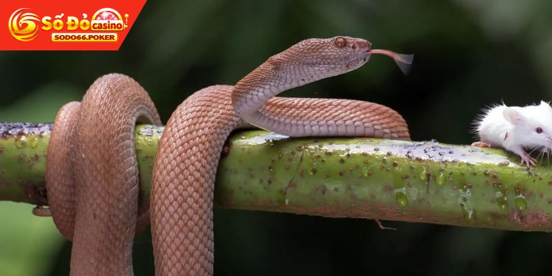 Mơ gặp rắn màu thì đánh con gì